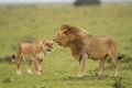 Male and female African lion in Masai Mara, Kenya Royalty Free Stock Photo