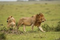 Male and female African lion in Masai Mara, Kenya Royalty Free Stock Photo