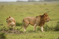 Male and female African lion in Masai Mara, Kenya Royalty Free Stock Photo