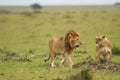 Male and female African lion in Masai Mara, Kenya Royalty Free Stock Photo