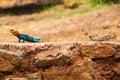 A male and a female Agama Lizards mating in the wild at Tsavo East National Park in Kenya Royalty Free Stock Photo