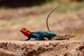 A male and a female Agama Lizards mating in the wild at Tsavo East National Park in Kenya Royalty Free Stock Photo