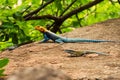 A male and a female Agama Lizards mating in the wild at Tsavo East National Park in Kenya Royalty Free Stock Photo