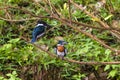 Male and female Amazon kingfisher - Chloroceryle amazona Royalty Free Stock Photo