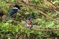 Male and female Amazon kingfisher - Chloroceryle amazona