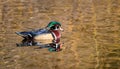 A male wood duck "  Aix sponsa " Royalty Free Stock Photo