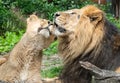 Male and female Asiatic lions (Panthera leo persica) Royalty Free Stock Photo