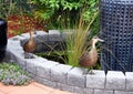 Male & Female Australian Pacific Black Ducks