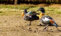 male and female Australian shelduck (Tadorna tadornoides) standing Royalty Free Stock Photo