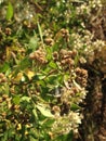 Male and Female Baccharis Halimifolia Plants in the Sun near a Pond in the Fall.