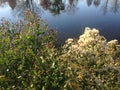 Male and Female Baccharis Halimifolia Plants in the Sun near a Pond in the Fall.