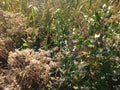 Male and Female Baccharis Halimifolia Plants in the Sun near a Pond in the Fall.