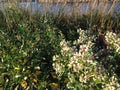 Male and Female Baccharis Halimifolia Plants in the Sun near a Pond in the Fall.