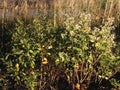 Male and Female Baccharis Halimifolia Plants in the Sun near a Pond in the Fall.