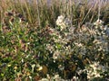 Male and Female Baccharis Halimifolia Plants in the Sun near a Pond in the Fall.