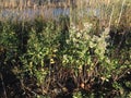 Male and Female Baccharis Halimifolia Plants in the Sun near a Pond in the Fall.