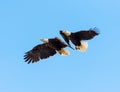 Male and Female Bald Eagles