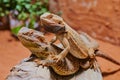 Male and female bearded dragon (Bartagame) sitting on top on each other