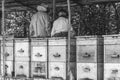 Male and female beekeepers working with the bees and the hives