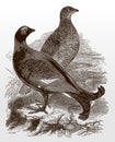 Male and female black grouse, lyrurus tetrix standing on the ground