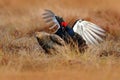 Male and female of Black grouse mating on the meadow. Lekking nice bird Grouse, Tetrao tetrix, in marshland, Sweden. Spring matin Royalty Free Stock Photo