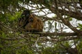 Male and female black howler monkeys sitting