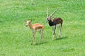 Male and female blackbuck Royalty Free Stock Photo