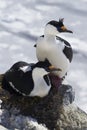 Male and female blue-eyed Antarctic cormorant sitting in a nest Royalty Free Stock Photo