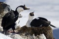 Male and female blue-eyed cormorant sitting Antarctic Royalty Free Stock Photo