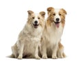 Male and female Border Collie, 1.5 years old and 2.5 years old, sitting, panting and looking at the camera Royalty Free Stock Photo