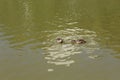 Brazilian duck (Amazonetta brasiliensis) swimming on a pond with green water while looking for food Royalty Free Stock Photo