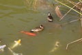 Brazilian duck (Amazonetta brasiliensis) swimming on a pond with green water while looking for food Royalty Free Stock Photo