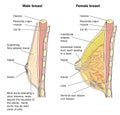 Male and female breast anatomy