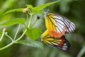 Male and female butterflies are breeding color yellow, orange,