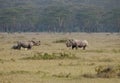 Male female and calf rhinos, Nakuru, Kenya. Royalty Free Stock Photo
