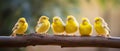 Male and female canaries perched on wooden branch, natural background