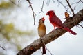 Male and Female Cardinal Birds on a Limb