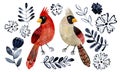 Male and female cardinal birds watercolor hand drawn illustration. Two cardinals with floral elements great for greeting cards ill