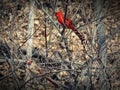 Male and Female Cardinal Late Autumn Royalty Free Stock Photo