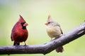 Male and female Cardinal love birds