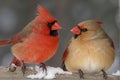 love birds on snow background Royalty Free Stock Photo