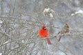 Male and female Cardinals in snowstorm. Royalty Free Stock Photo