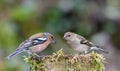 Male and email chaffinches on moss covered post Royalty Free Stock Photo