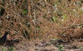 California Wildlife Series - California Quail Male and Female with Chicks - Callipepla californica Royalty Free Stock Photo