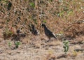 California Wildlife Series - California Quail Male and Female with Chicks - Callipepla californica Royalty Free Stock Photo