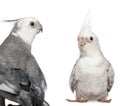 Male and female Cockatiel facing each other, Nymphicus hollandicus Royalty Free Stock Photo