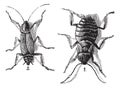 Male and Female, Cockroaches, left male, right female, vintage engraving