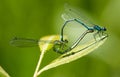 Male and female Common Blue Damselflies mating on a leaf