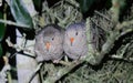 Male and female common ground dove birds - Columbina passerina - roosting overnight together in an oak tree