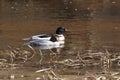 A male and female common merganser couple Royalty Free Stock Photo